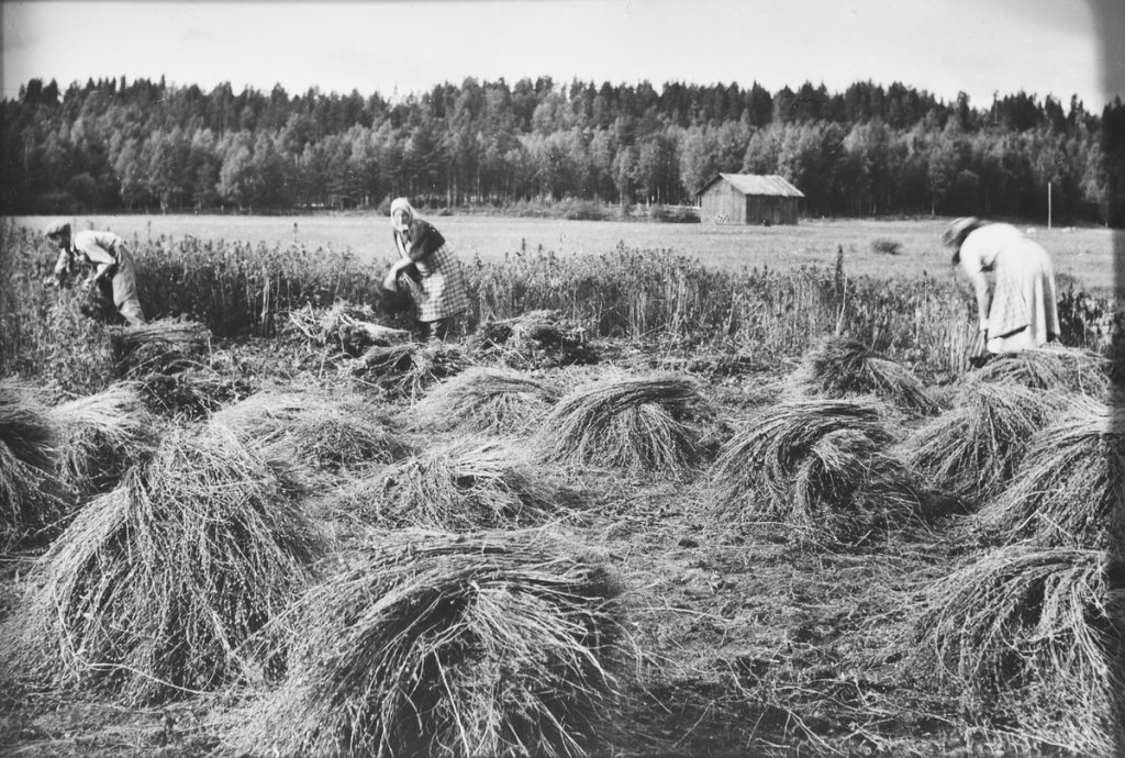 Pellavan korjuuta Kurkijoella / Museovirasto. Etualalla pellavia, joita kolme henkilöä korjaa. Takana pelto, lato ja metsää. 