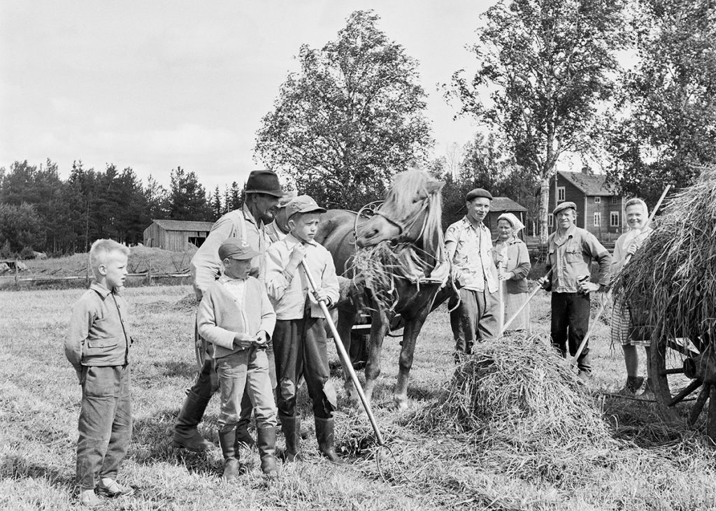 Eri ikäisiä ihmisiä heinätöissä vuonna 1961. Keskellä hevonen, etualalla heinäkasa.