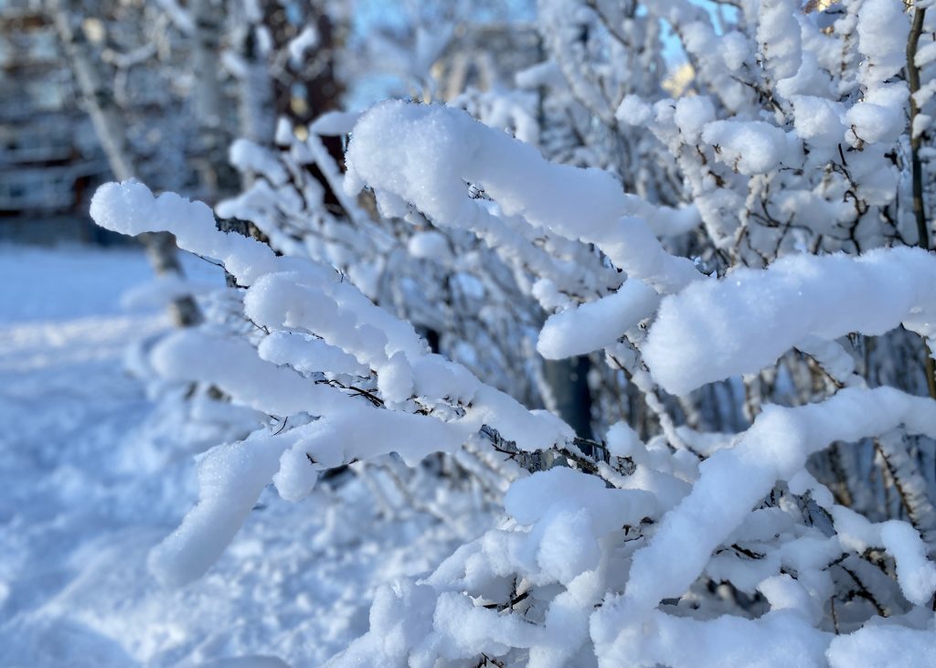 Lunta lumisilla oksilla, joita aurinko valaisee. Kuva: Onerva Ollila.