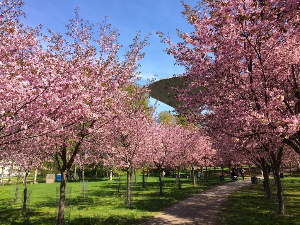 Kukkaloistoa Roihuvuoren kirsikkapuistossa. Keskellä kulkee hiekkatie, jonka molemmilla puolilla on kukkivia kirsikkapuista. Taustalla näkyy Roihuvuoren vesitorni.
