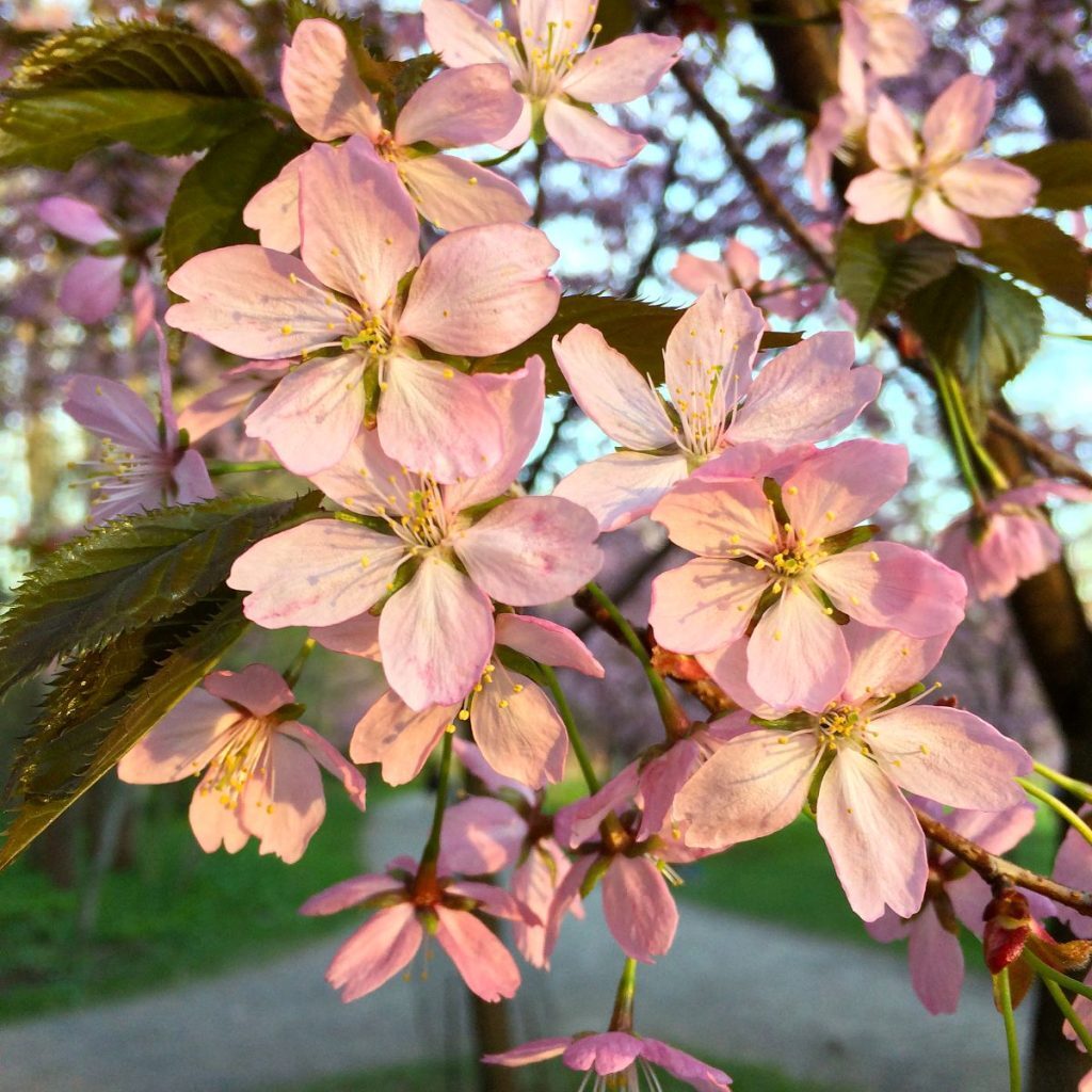 Rusokirsikka Prunus cerasus P. Sargentii kukkii.
