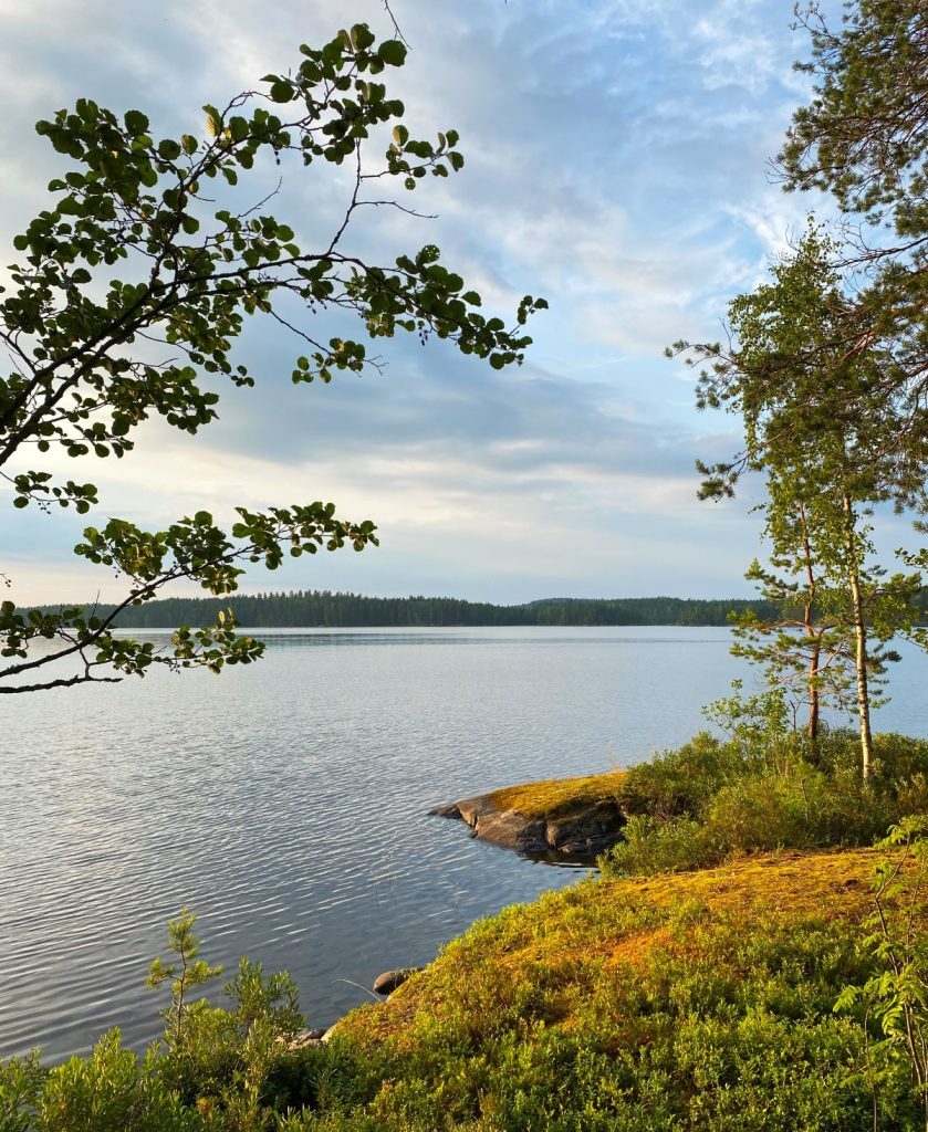 Suomalainen järvimaisema kesällä. Etualalla kallioita, joiden päällä on sammalta, varpuja ja pieniä puita. Taustalla horisontissa metsä.