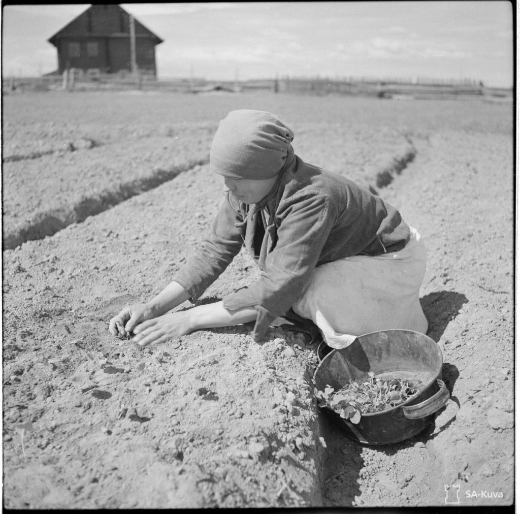 Talon emäntä istuttaa lantun taimia Vitelessä 18.6.1942. Taustalla suuri puurakennus ja aitoja. / SA-kuva.