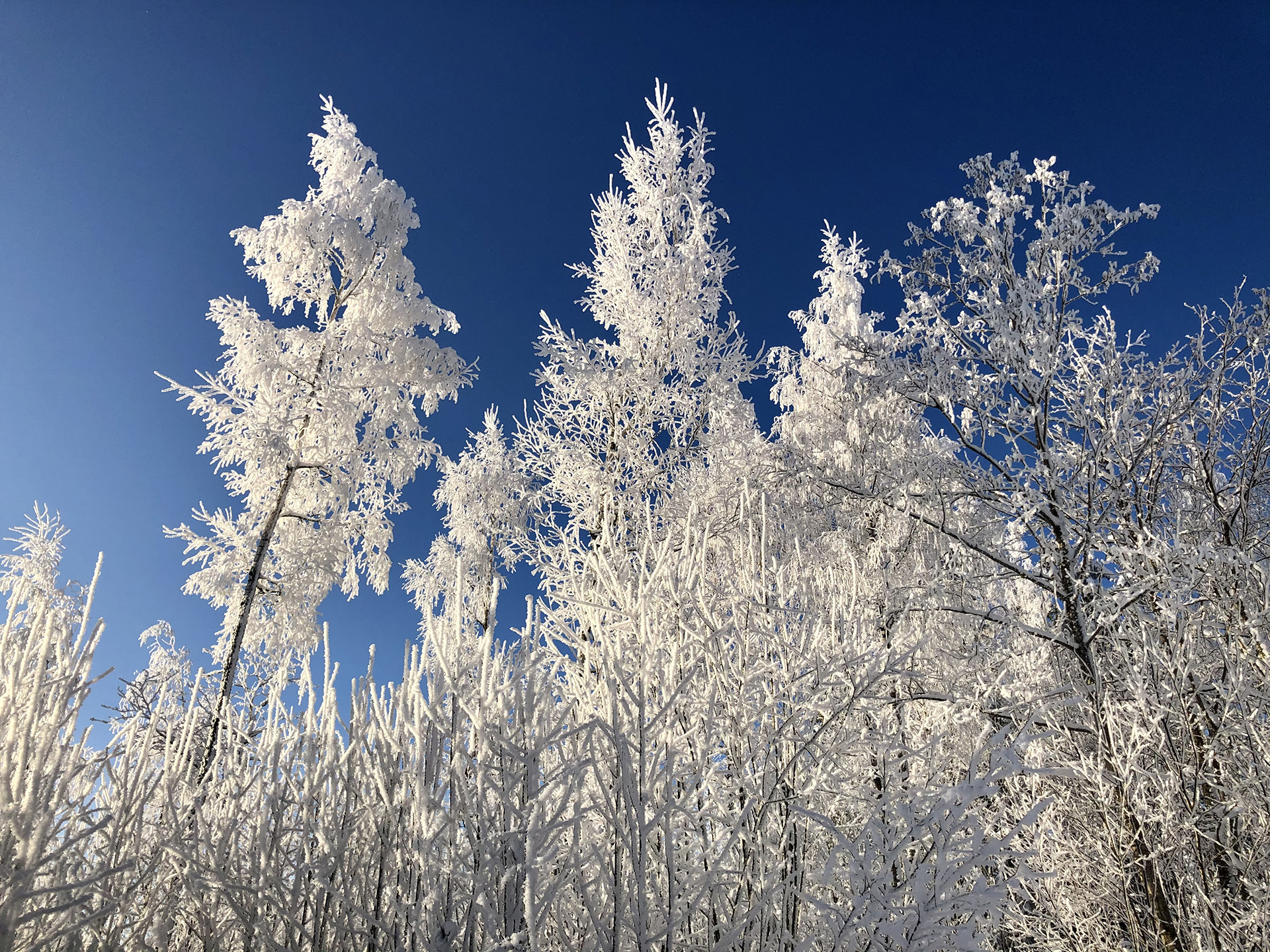 Kuuraisia puita sinistä taivasta vasten
