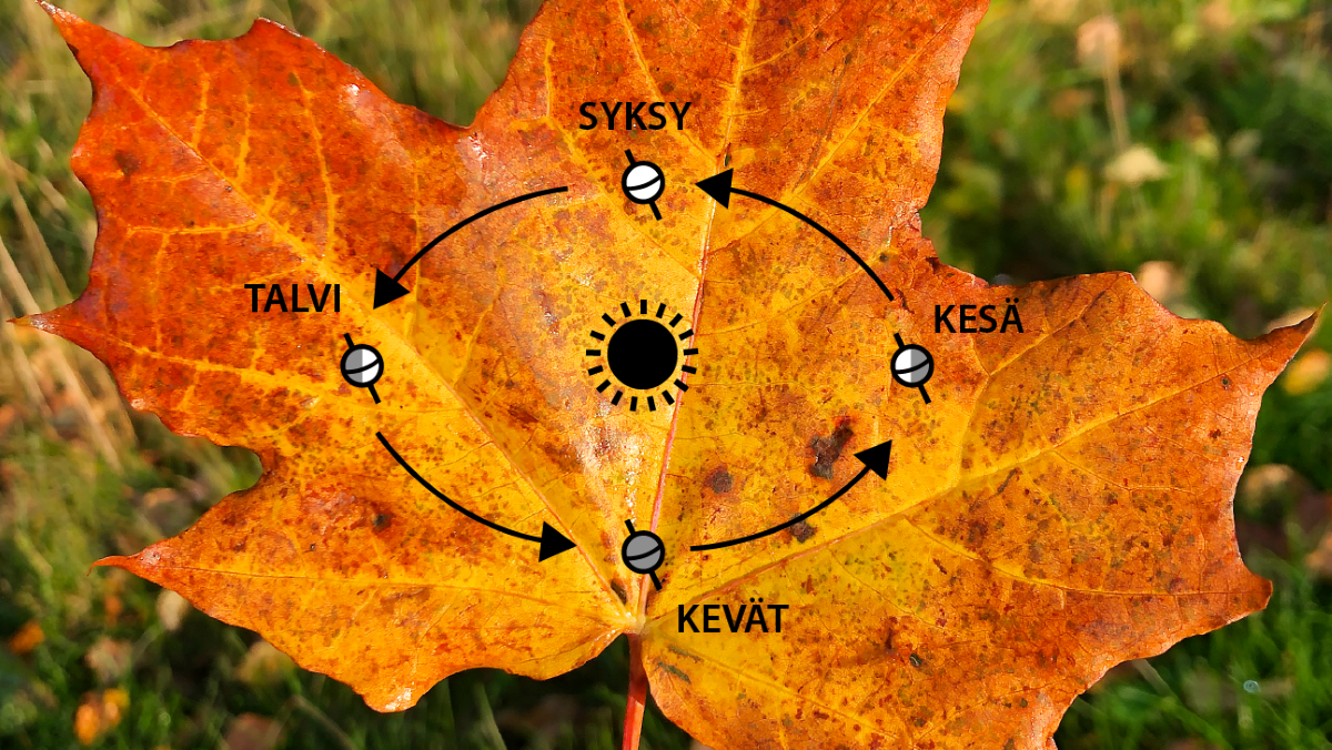 Oranssi vaahteranlehti, jonka päällä on tasaus- ja seisauspäiviä havainnollistava kaaviokuva.